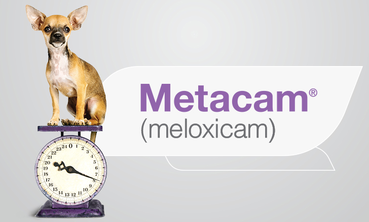 metacam dog pain relief