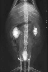 Pyonephrosis in the Cat & Dog | Clinician's Brief