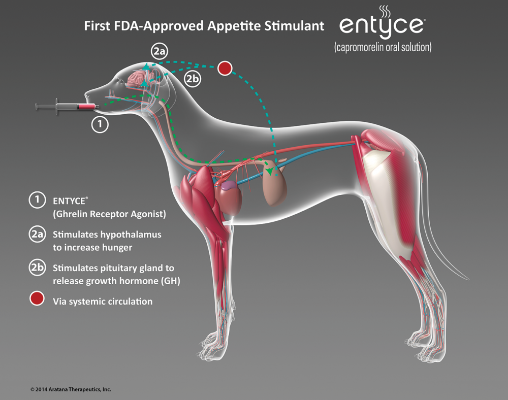 epaxial muscles dog epaxial muscles dog