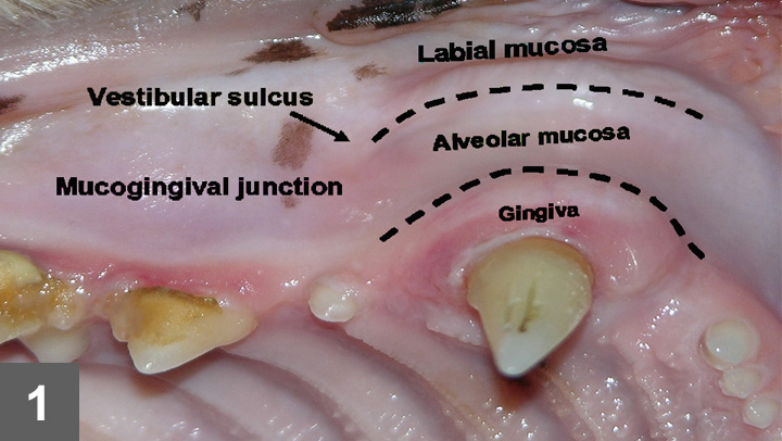 Feline Oropharyngeal Inflammation Clinician�s Brief