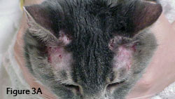 methimazole feline side effects