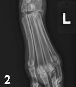 To Cut or Not to Cut: Tarsal Injury in a Dog | Clinician�s Brief