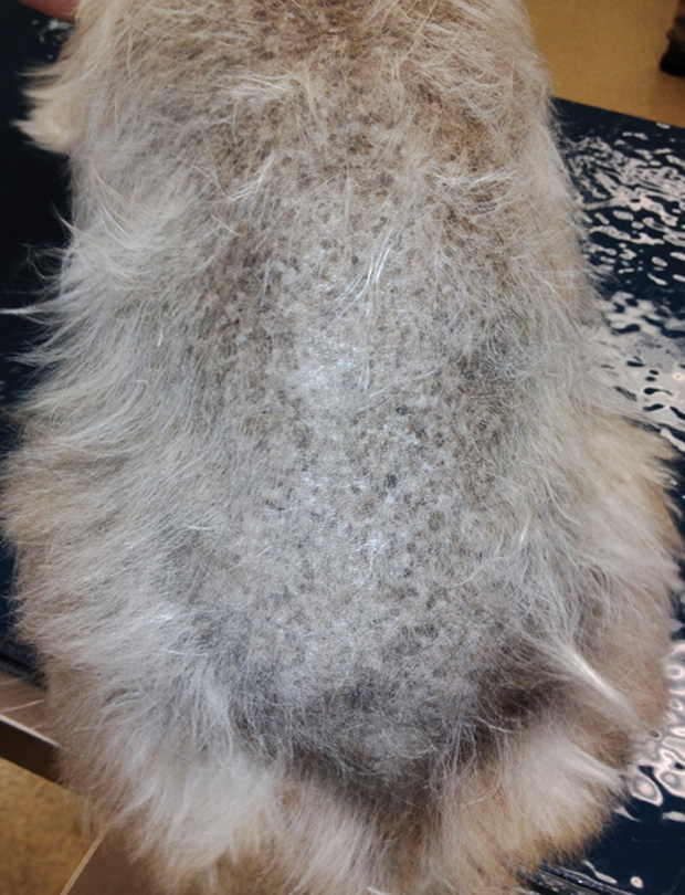 Hyperadrenocorticism in Dogs Clinician's Brief