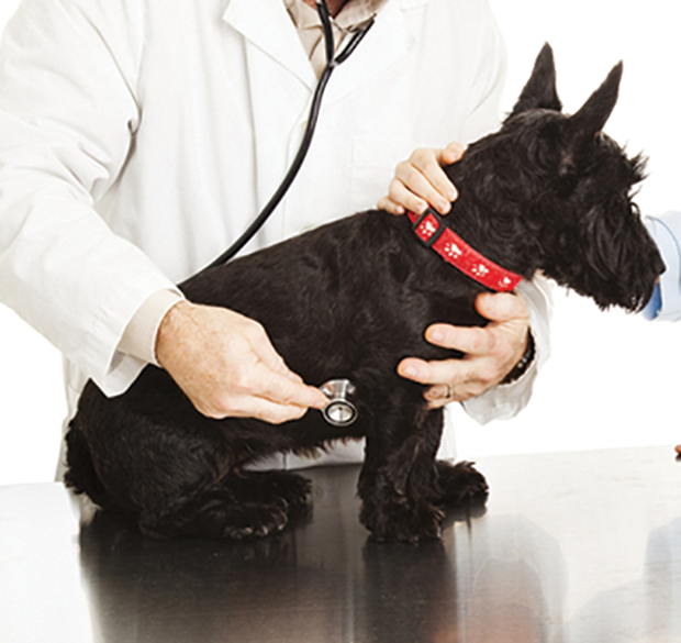 Physical Examination The Cornerstone of Veterinary Medicine