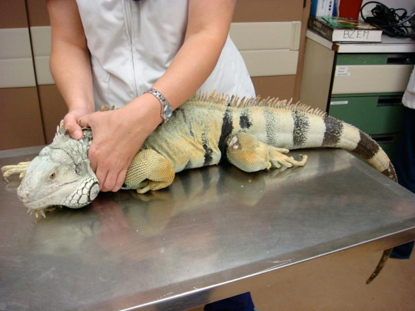 Reptile Restraint Techniques for Veterinary Technicians Clinician's Brief