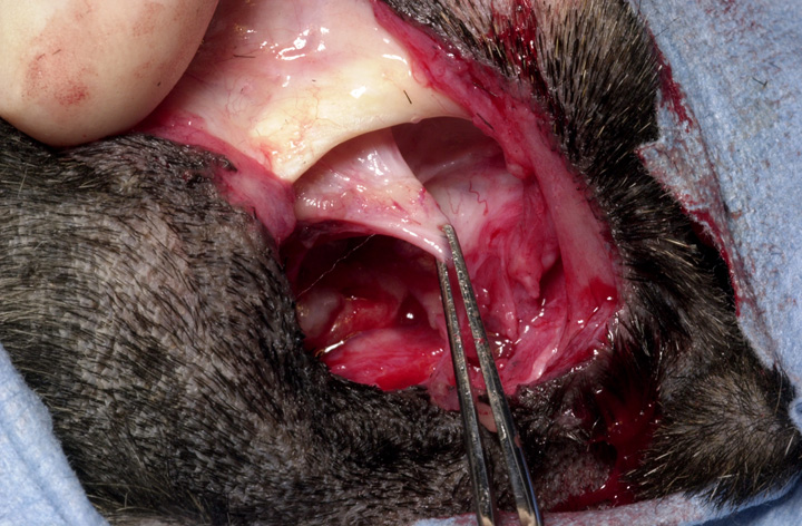 Subconjunctival Enucleation Surgery in Dogs & Cats Subconjunctival Enucleation Surgery in Dogs & Cats