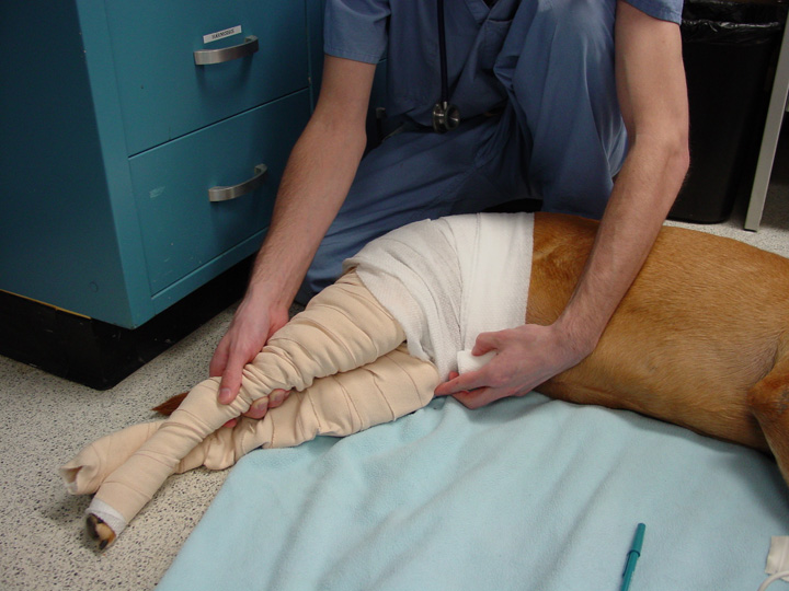 abdominal bandage dog