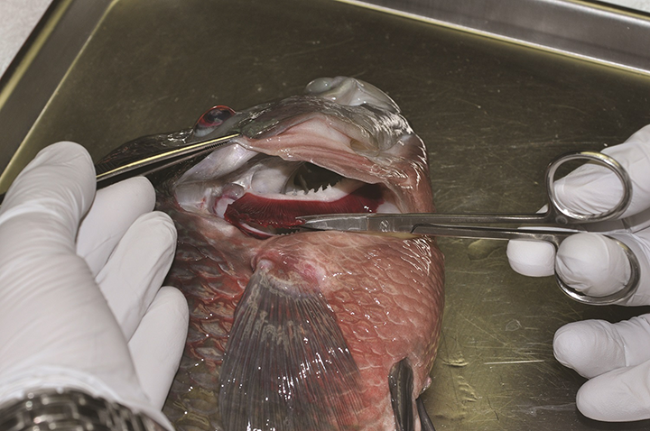 Skills for Technicians: The Basics of Pet Fish Medicine | Veterinary