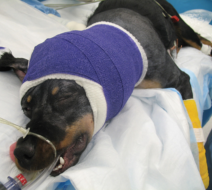 Surgical Treatment for Bite Wounds Clinician's Brief