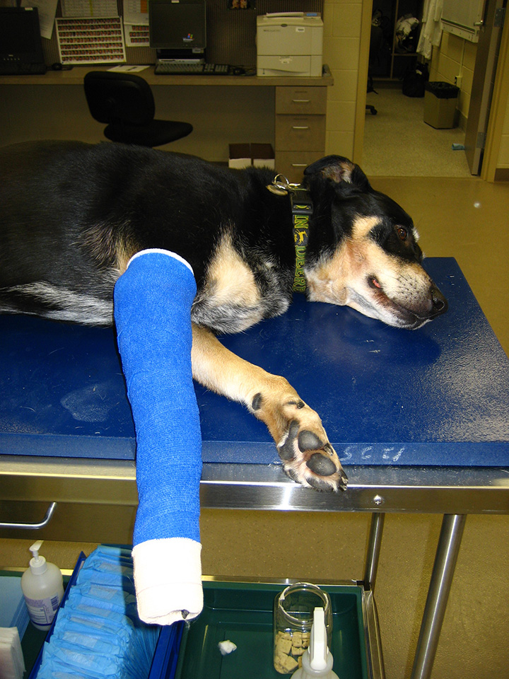 Effective Casting Techniques Clinician's Brief