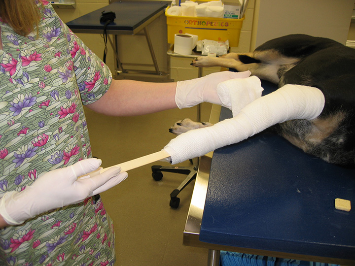 Effective Casting Techniques Clinician's Brief