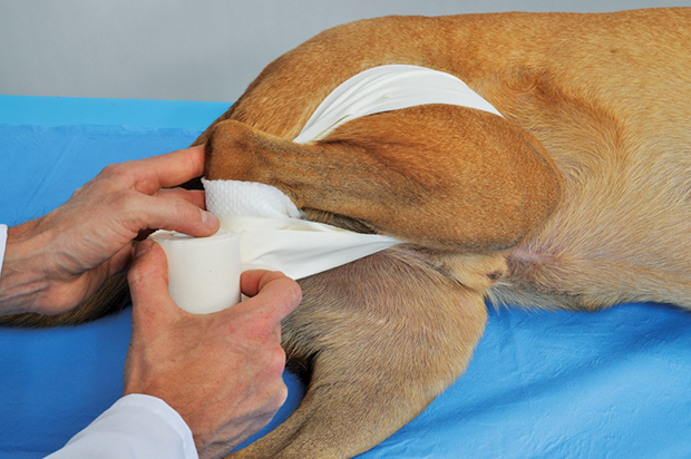 The Ehmer Sling In Canine Orthopedic Surgery Clinician S Brief