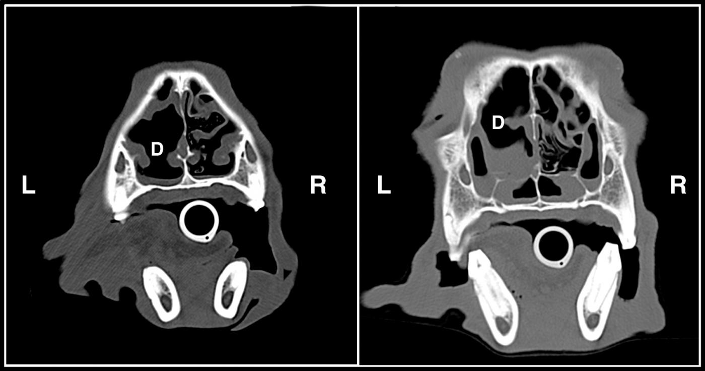 Nasal Discharge in a Labrador Retriever Clinician's Brief