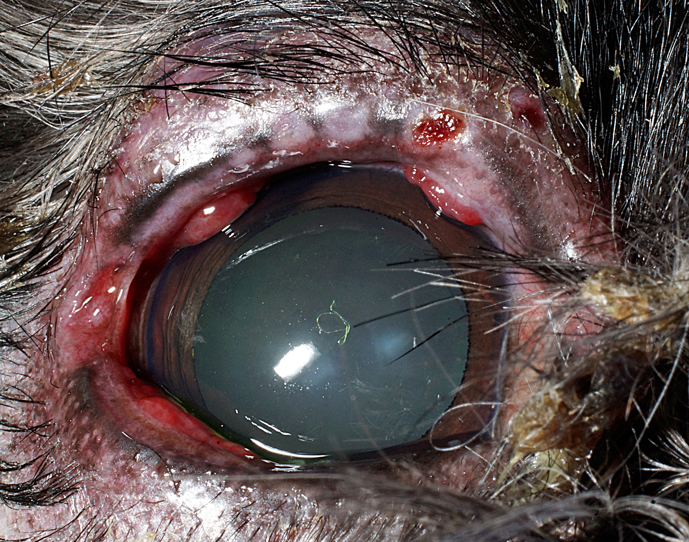 Image Gallery: Canine Eyelid Diseases | Clinician's Brief