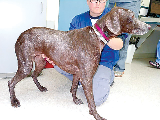 electronic guinea pig