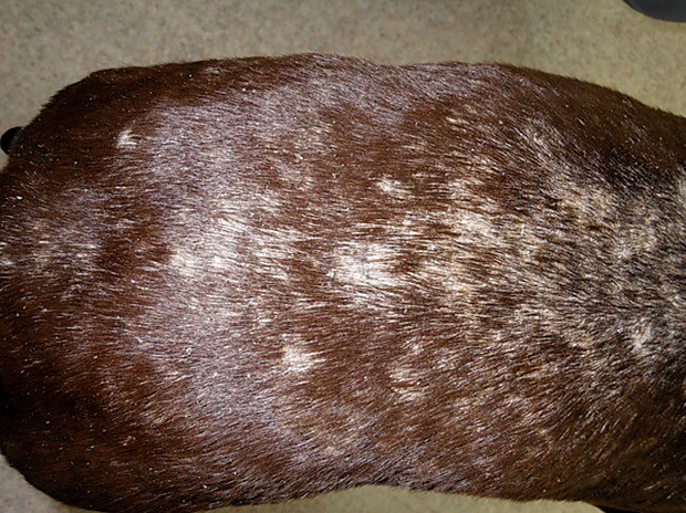 lupoid dermatosis german shorthaired pointer