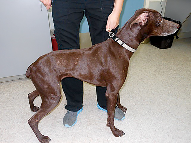 lupoid dermatosis german shorthaired pointer