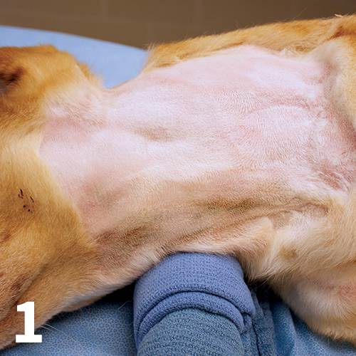 Laryngeal Paralysis Surgery Clinician S Brief