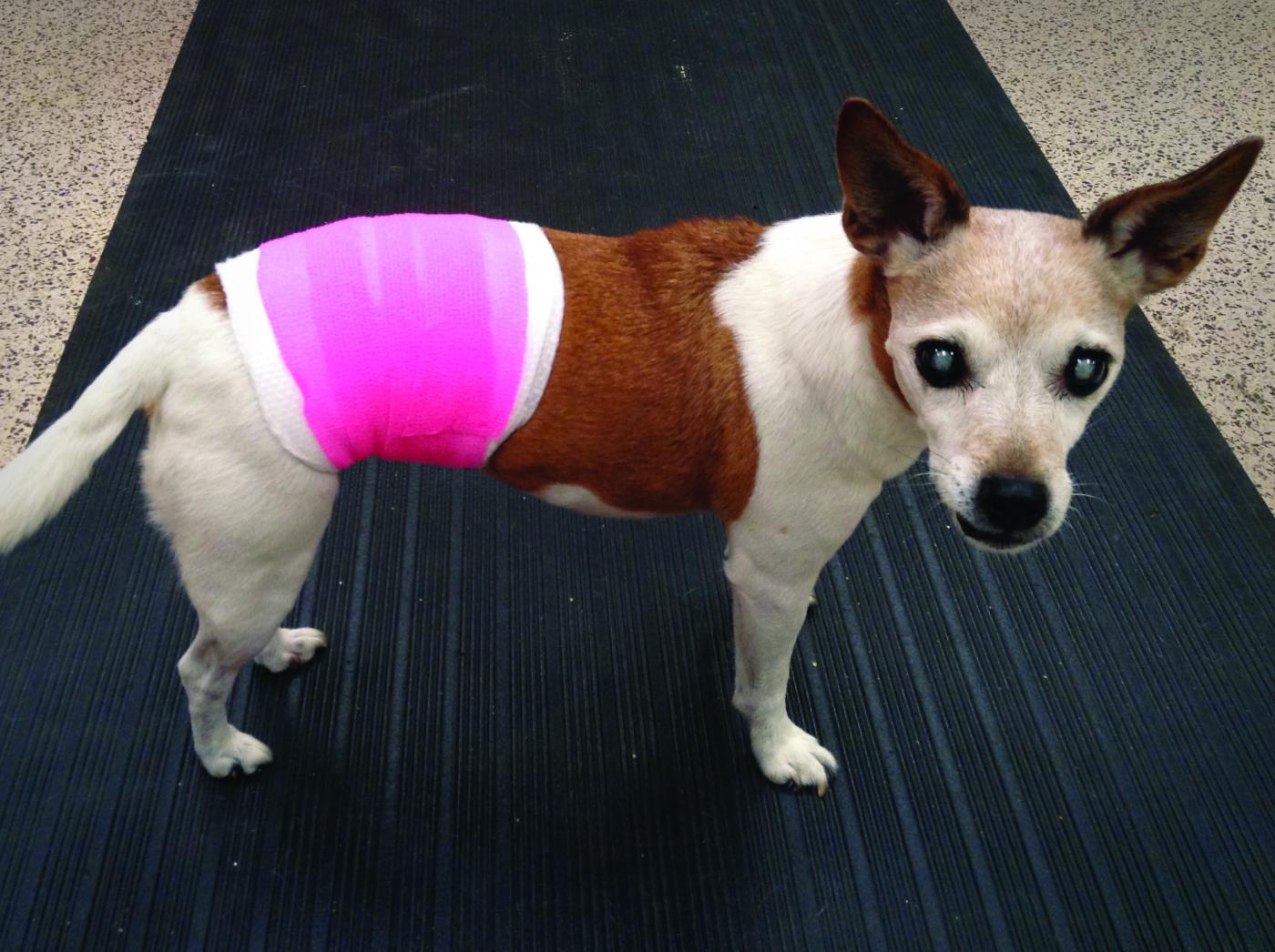 compression bandage for dogs