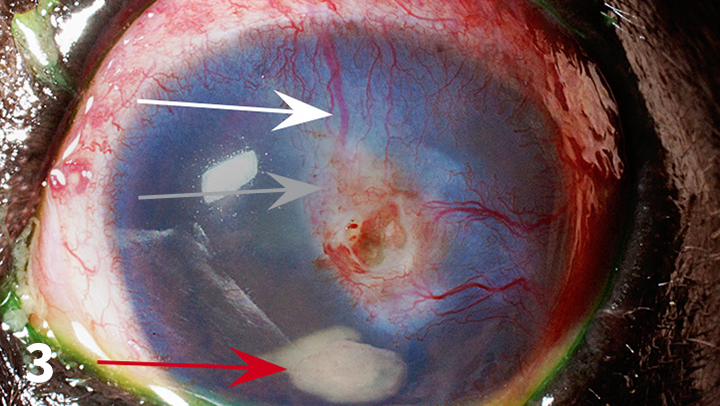 Image Gallery: Hypopyon in Dogs  Clinician's Brief