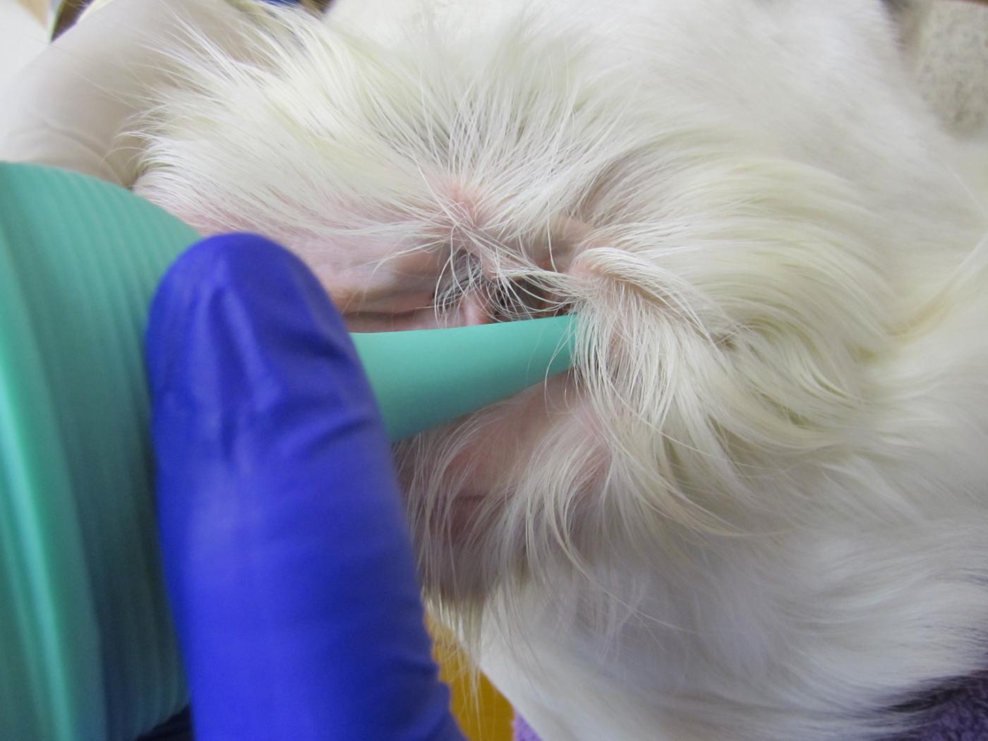 Image Gallery: Ear Cleaning | Clinician's Brief - Canine Ear Cleaning Methods With Steam Cleaners