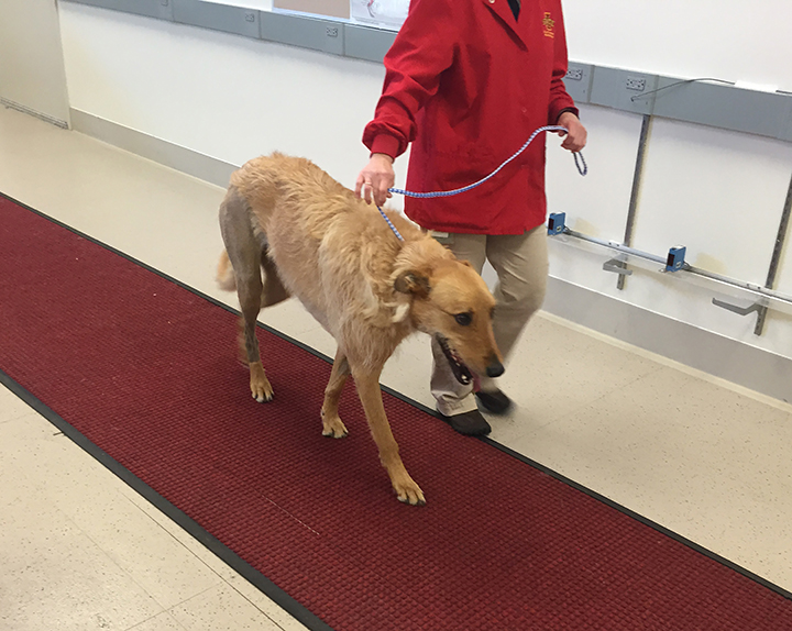 Image Gallery Surgical Repair of Cranial Cruciate Ligament Injuries in