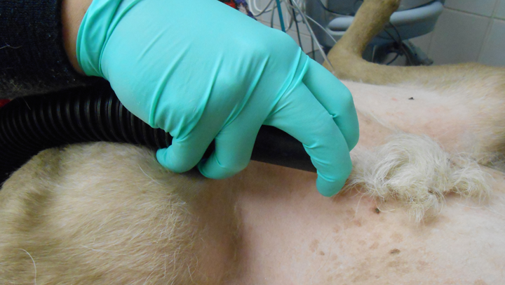 veterinary surgical clippers