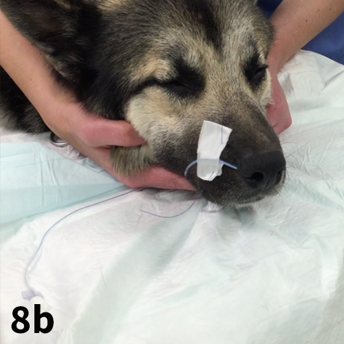 Placement Of Nasal Oxygen Catheters Clinician S Brief