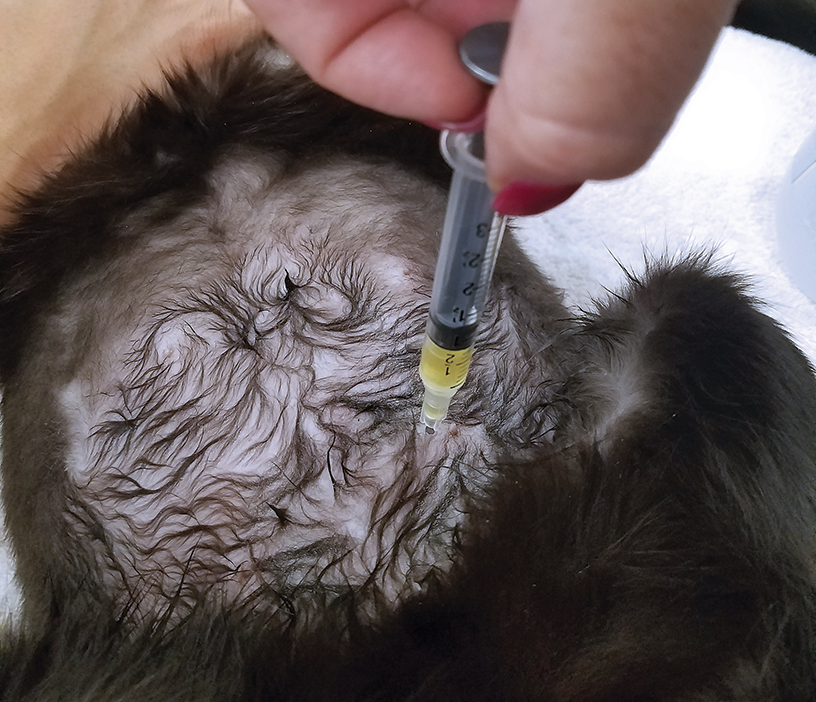 Using Cystocentesis to Obtain Sterile Urine Samples Clinician's Brief