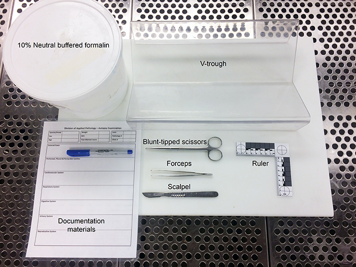 Image Gallery Autopsy for the General Practitioner Clinician's Brief