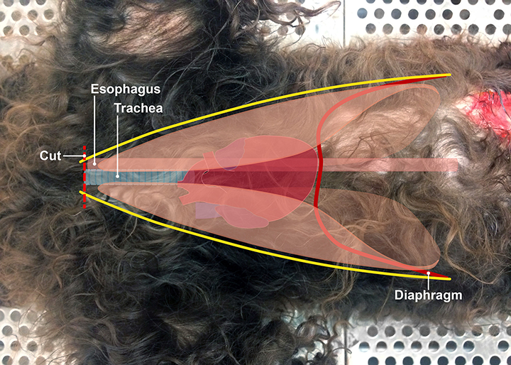 Image Gallery Autopsy for the General Practitioner Clinician's Brief