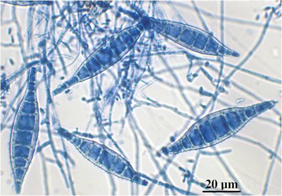 Image Quiz: Diagnosing Dermatophytosis in Dogs & Cats | Clinician's Brief
