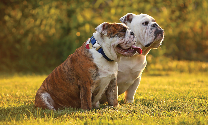 brachycephalic airway syndrome in dogs