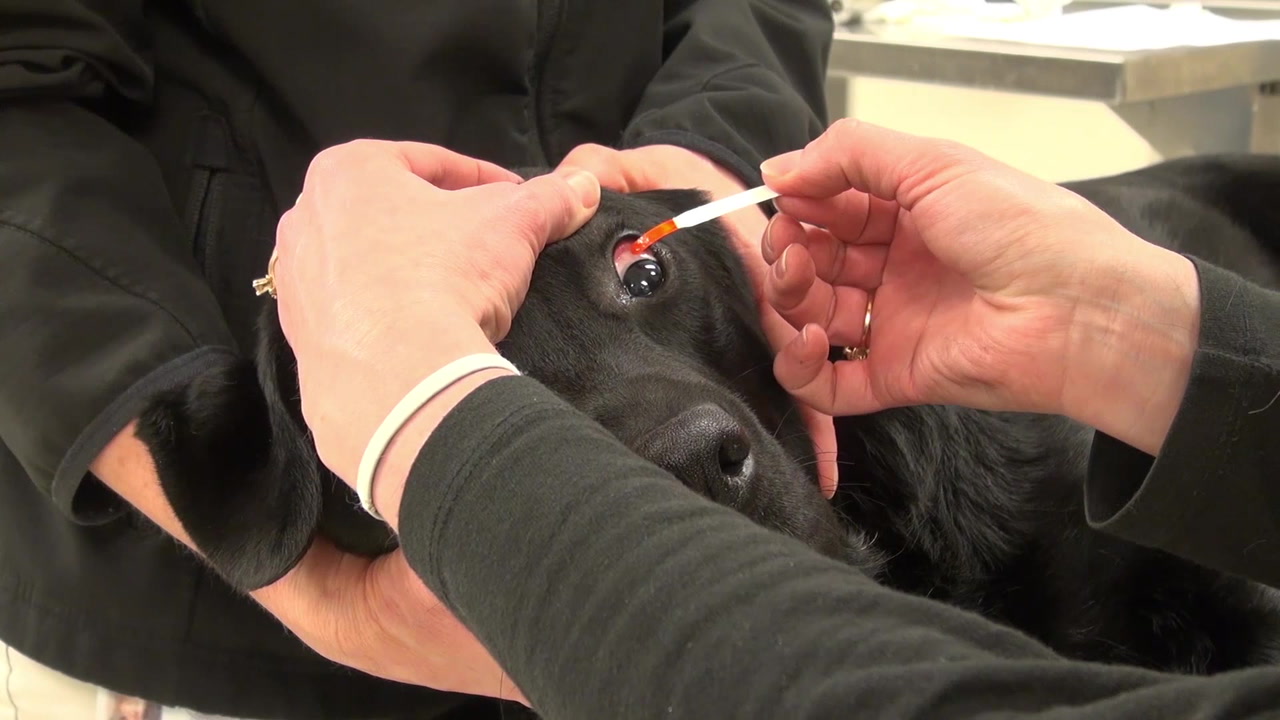 2 Simple Tests for Assessing Ophthalmic Health Clinician's Brief