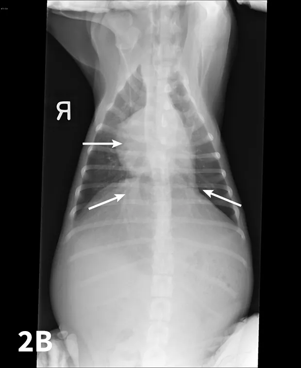 Lateral and VD thoracic radiographs of a dog with PHTN, showing mild right-sided enlargement of the heart and enlarged pulmonary arteries (arrows).
