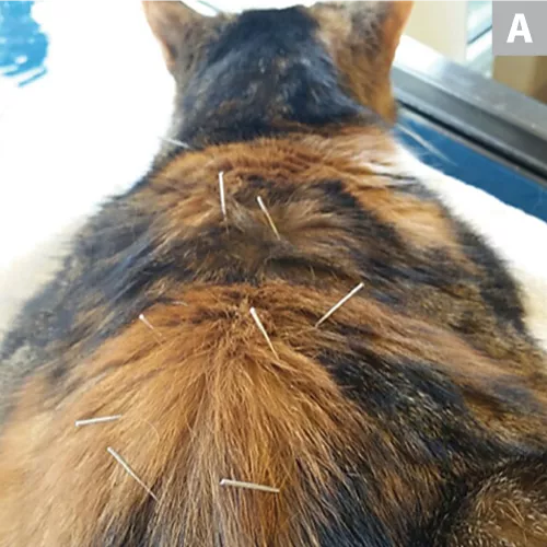 Acupuncture to Support Veterinary Oncology Patients Clinician's Brief
